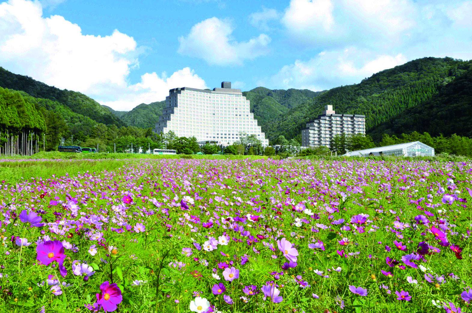 リステルパークに咲き誇るコスモスの花畑